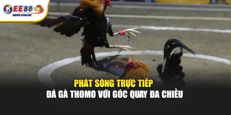Phát sóng trực tiếp đá gà Thomo với góc quay đa chiều Phát sóng trực tiếp đá gà Thomo với góc quay đa chiều